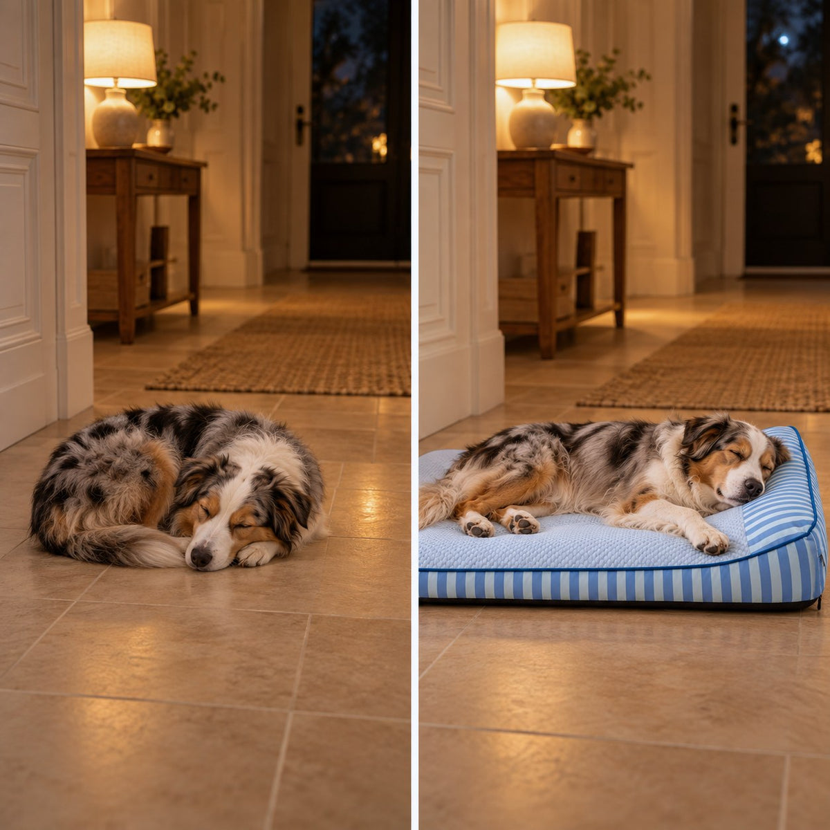 À gauche, un Berger australien enroulé sur le carrelage ; à droite, le même chien étalé sur le Lit Quiétou