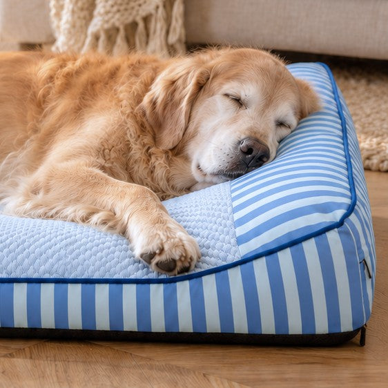Golden endormi, la tête posée sur l'appui-tête rayé du lit
